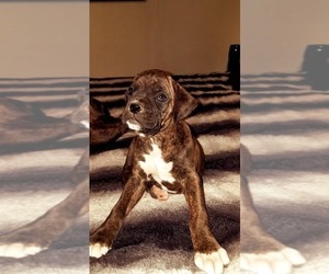 Boxer Puppy for sale in WINLOCK, WA, USA