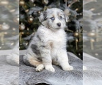 Small Photo #4 Australian Shepherd Puppy For Sale in WESLEY CHAPEL, FL, USA