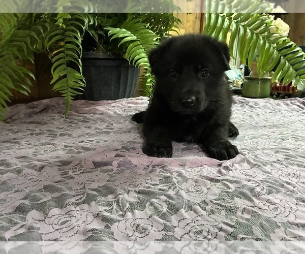 Medium Photo #4 German Shepherd Dog Puppy For Sale in FORDLAND, MO, USA