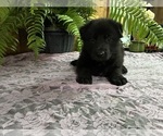 Small #3 German Shepherd Dog