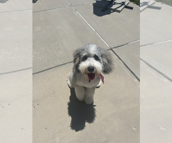 Medium Photo #1 Bernedoodle (Miniature) Puppy For Sale in ROY, UT, USA