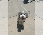 Small Photo #1 Bernedoodle (Miniature) Puppy For Sale in ROY, UT, USA