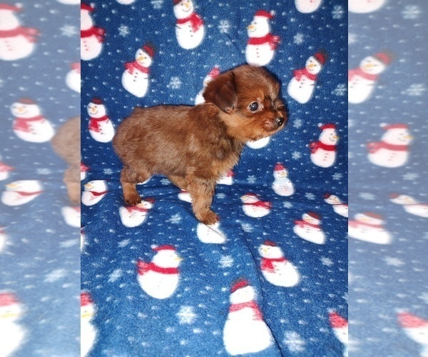 Medium Photo #8 YorkiePoo Puppy For Sale in LAPEER, MI, USA