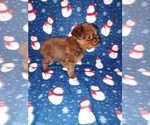 Small Photo #39 YorkiePoo Puppy For Sale in LAPEER, MI, USA