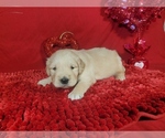 Puppy 1 Golden Retriever