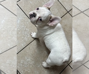 French Bulldog Puppy for sale in MURRAY, KY, USA