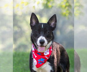 Labrador Retriever-Unknown Mix Dogs for adoption in Unionville, PA, USA