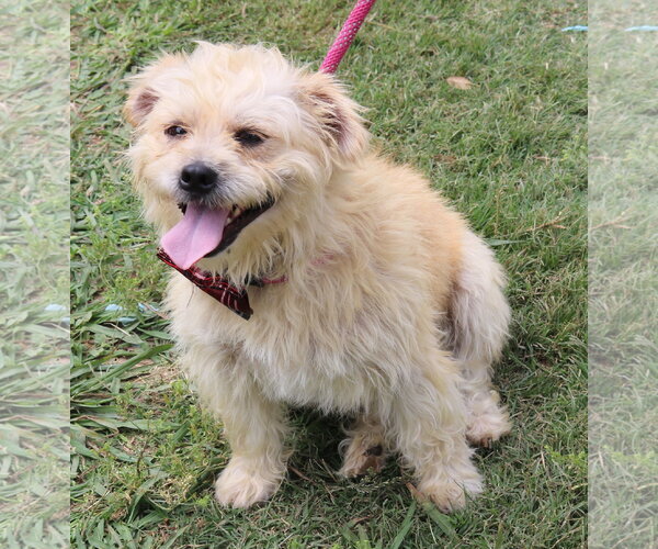 Medium Photo #3 Cairn Terrier-Unknown Mix Puppy For Sale in Bandera, TX, USA