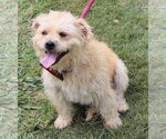Small #2 Cairn Terrier Mix