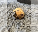 Small #5 Chihuahua