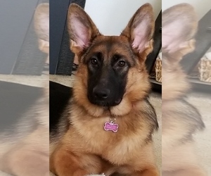 Mother of the German Shepherd Dog puppies born on 05/25/2019