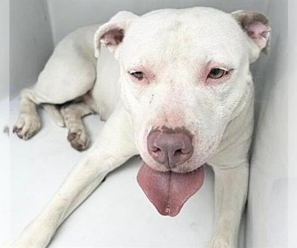 Medium Photo #2 American Pit Bull Terrier-Unknown Mix Puppy For Sale in Houston, TX, USA