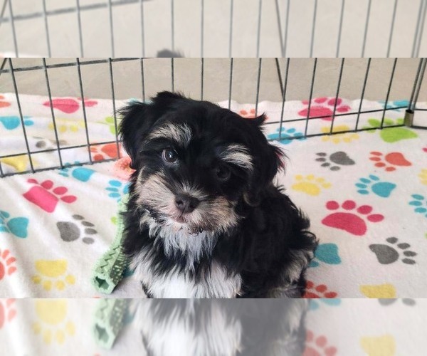 Medium Photo #7 Havanese Puppy For Sale in ORO VALLEY, AZ, USA