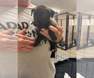 Mutt Dogs for adoption in Calgary, Alberta, Canada