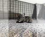 Small Photo #26 French Bulldog Puppy For Sale in WACO, TX, USA