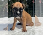 AKC Austin - Male Boxer Puppy for Sale - Photo #7
