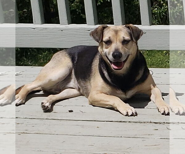 Medium Photo #2 Puggle Puppy For Sale in Batavia, OH, USA