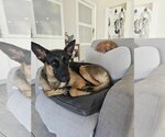 Small Photo #1 German Shepherd Dog Puppy For Sale in Fort Lauderdale, FL, USA