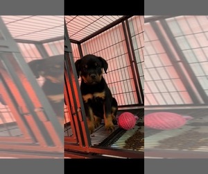 Rottweiler Puppy for sale in HESPERIA, CA, USA