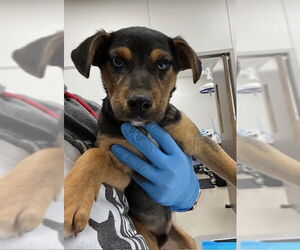 Labrador Retriever Dogs for adoption in Baytown, TX, USA