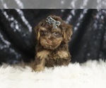 Small Photo #98 YorkiePoo Puppy For Sale in WARSAW, IN, USA