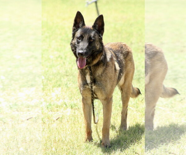 Medium Photo #1 Mutt Puppy For Sale in El Centro, CA, USA