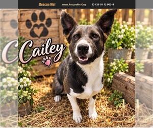 Cailey - Female Border-Aussie Dog for Adoption