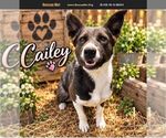 Cailey - Female Border-Aussie Dog for Adoption - Small photo