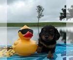 Small Photo #17 Dachshund Puppy For Sale in LOOGOOTEE, IN, USA