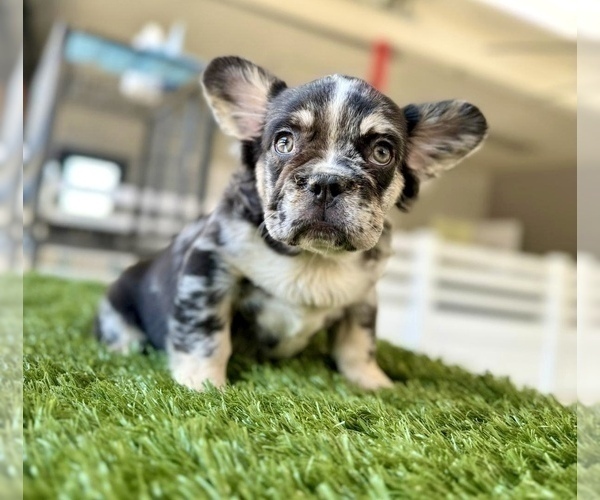 Medium Photo #2 French Bulldog Puppy For Sale in BEVERLY HILLS, CA, USA