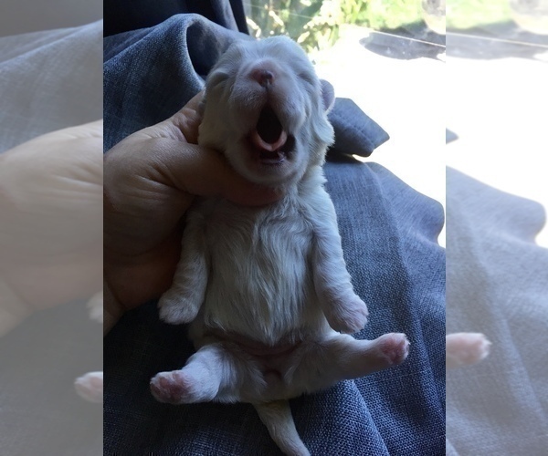 Medium Photo #16 Shih Tzu Puppy For Sale in HAYWARD, CA, USA
