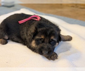 German Shepherd Dog Puppy for sale in OAK GROVE, OR, USA