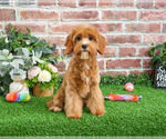 Small #2 Cavapoo (Miniature)
