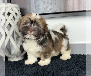 Medium Shih Tzu