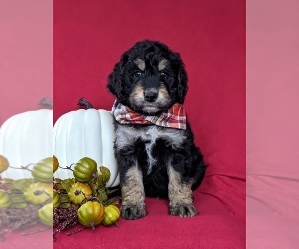 Medium Photo #3 Aussiedoodle Puppy For Sale in OXFORD, PA, USA