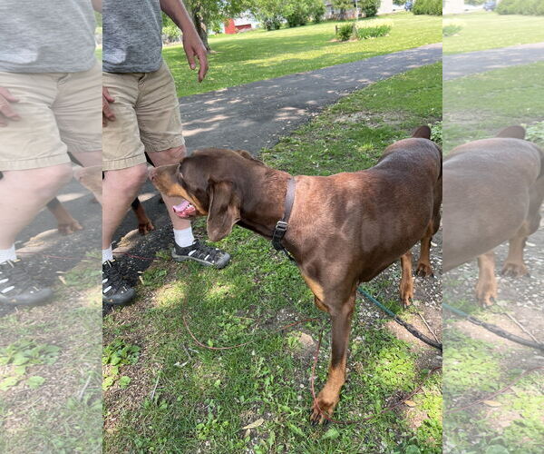Medium Photo #2 Doberman Pinscher Puppy For Sale in Minneaoplis, MN, USA