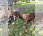 Small #1 Doberman Pinscher