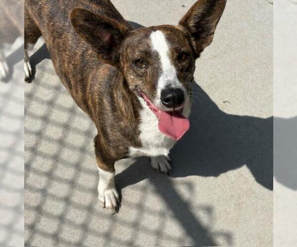 Medium Photo #1 Cardigan Welsh Corgi-Unknown Mix Puppy For Sale in Tulsa, OK, USA