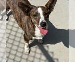 Small Cardigan Welsh Corgi Mix