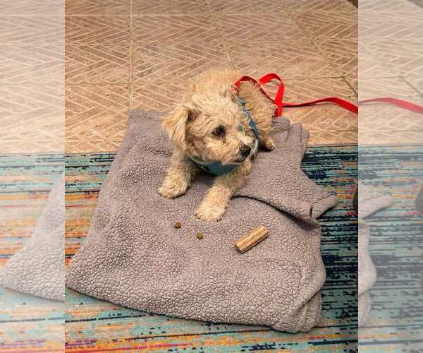 Medium Photo #14 Miniature Schnauzer-Unknown Mix Puppy For Sale in Corona, CA, USA
