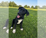 Small Shepradors