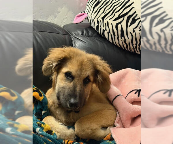 Medium Photo #1 Anatolian Shepherd-Unknown Mix Puppy For Sale in St. Louis Park, MN, USA