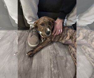 German Shepherd Dog-Unknown Mix Dogs for adoption in Princeton, MN, USA