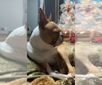 Small Photo #1 Boston Terrier Puppy For Sale in VOLGA, SD, USA