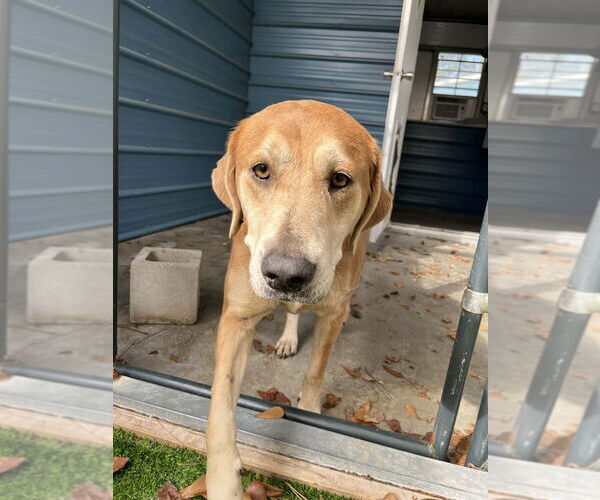 Medium Photo #4 Mutt Puppy For Sale in Elmsford, NY, USA