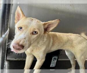 Siberian Husky Dogs for adoption in San Bernardino, CA, USA