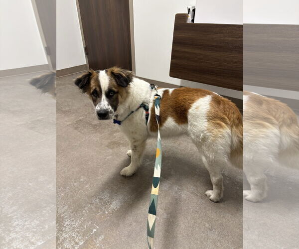 Medium Photo #7 Australian Shepherd-Unknown Mix Puppy For Sale in Bellevue, WA, USA