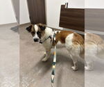 Small #6 Australian Shepherd Mix