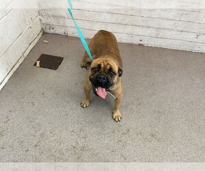 Miniature Bulldog Dogs for adoption in San Bernardino, CA, USA