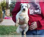 Small Photo #5 Texas Heeler Puppy For Sale in PAOLA, KS, USA
